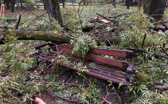 Під час буревію на хлопця з дівчиною впало дерево: загинули на місці