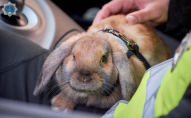 Справжній кролик, який працює поліцейським перевірив готовність до великодніх свят. ВІДЕО