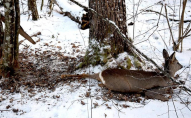 У волинському лісництві вбили двох козуль
