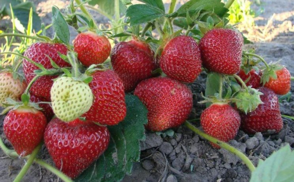 Як в Україні змінилися ціни на ягоди за рік