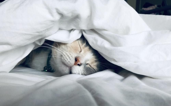 Чому коти люблять спати на вашому ліжку: 5 причин
