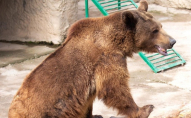 У зоопарку жінка вкинула 3-річну дитину у вольєр до ведмедя