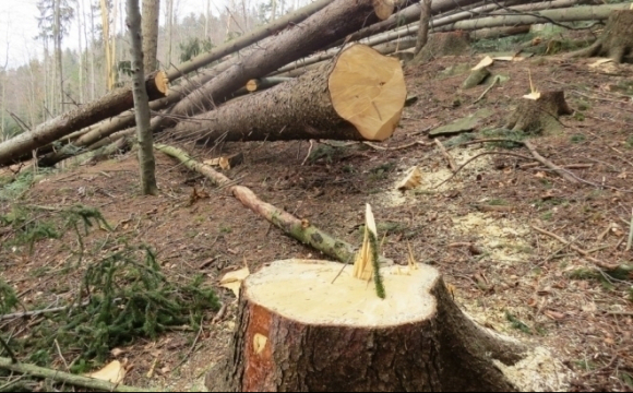 На Волині невідомі вирубали ліс та втекли, кинувши машини з деревиною - volynfeed.com