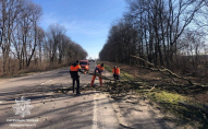 На заході України вирує негода: повалені дерева. ФОТО