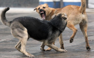 На Волині зграї бродячих собак масово нападають на людей