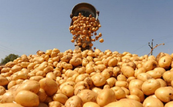 У селі викопали неймовірну гігантську картоплину. ФОТО