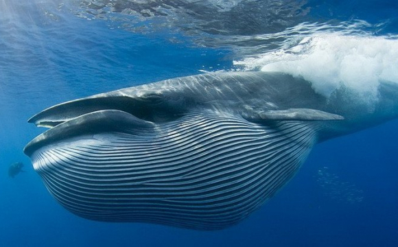 Продовження Піноккіо: чоловік пів хвилини просидів у роті кита