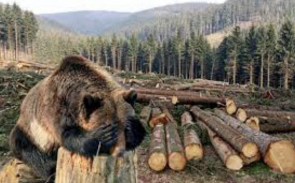 Волинський посадовець вкрав лісу на 1, 2 млн гривень