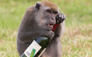 Алкоголь краще їжі: мавпа залізла в магазин і напилась лікеру