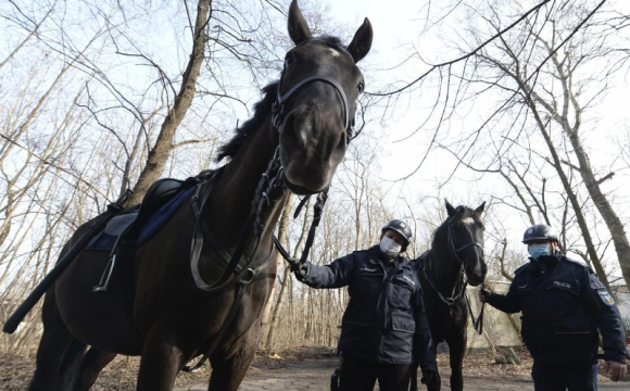 У Польщі планують ввести пенсії для собак і коней