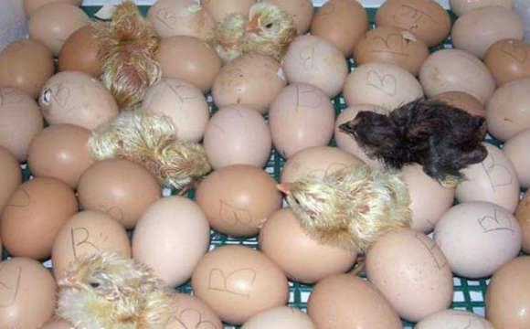Курячі яйця дорожчатимуть впродовж всього року