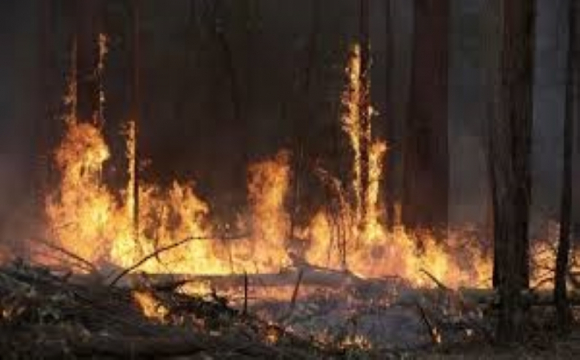 Волинянин спалив лісу на 90 тисяч грн, а штрафу заплатить лиш 5000