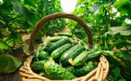Чим обробити огірки для гарного врожаю
