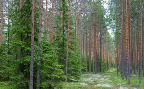 Українців закликають не відвідувати ліси в районах нещодавніх бойових дій