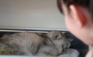 Врятували кота, який 50 днів сидів під землею після землетрусу
