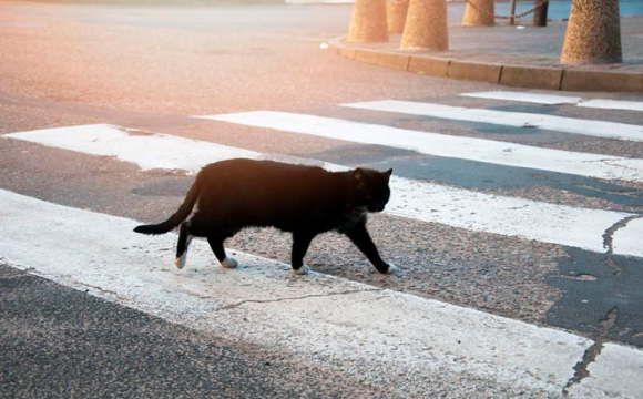 Чорна кішка, перебігаючи дорогу спричинила ДТП. ВІДЕО