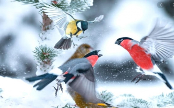 Волинян просять підгодовувати птахів під час зимової стужі