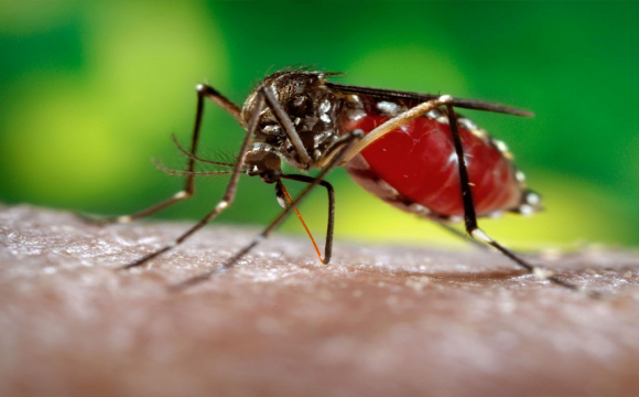 У Харкові зафіксували випадок тропічної малярії, хворий помер