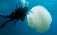 Узбережжя Анталії окупували гігантські медузи. ФОТО