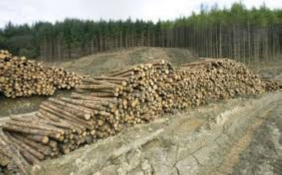 На Ківерцівщині знайшли понад 150 незаконно зрубаних дерев. ФОТО