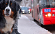 У Луцьку громадським транспортом «катається» собака