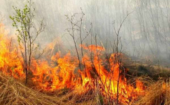 Мер обіцяє 100 доларів за впійманого палія сухостою