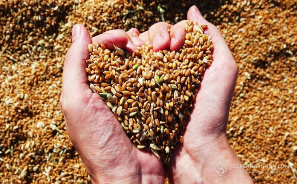 Україна купує пшеницю за кордоном?