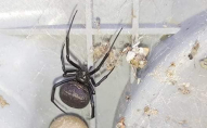 У курортному місті чоловік виявив у дворі найбільш отруйного у світі павука. ФОТО