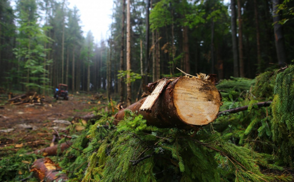 Волиняни просять не вирубувати місцеві ліси впродовж 25 років