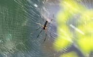 Чого чекати, якщо у вашому будинку завелися павуки