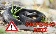 На Львівщині маленьких дітей покусали змії