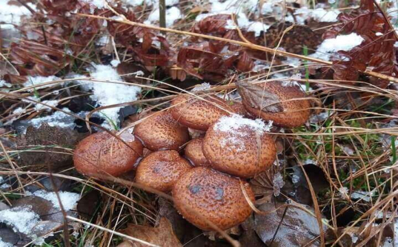 На Волині грибники і досі знаходять під снігом опеньки. ФОТО