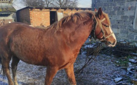 У Волинській області 34-річний чоловік викрав на фермі коня і заховав його у знайомих