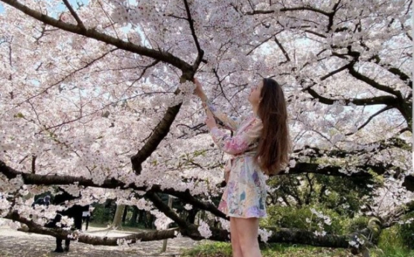 Дівчина з Луцька показала, як у Токіо цвітуть сакури. ФОТО. ВІДЕО
