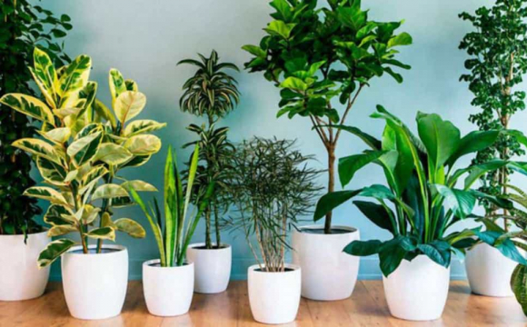 Які кімнатні рослини можуть викликати головний біль та запаморочення
