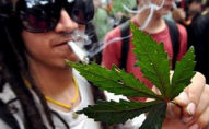 У Канаді пес добу «відходив» через «передоз» марихуаною