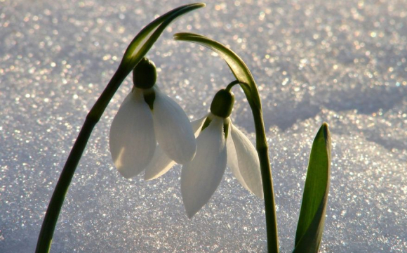 Синоптики прогнозують холодну весну?