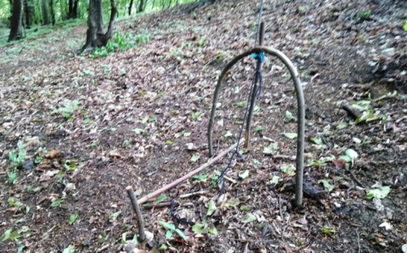 У лісі на Волині невідомі розставили пастки, в яких загинули тварини