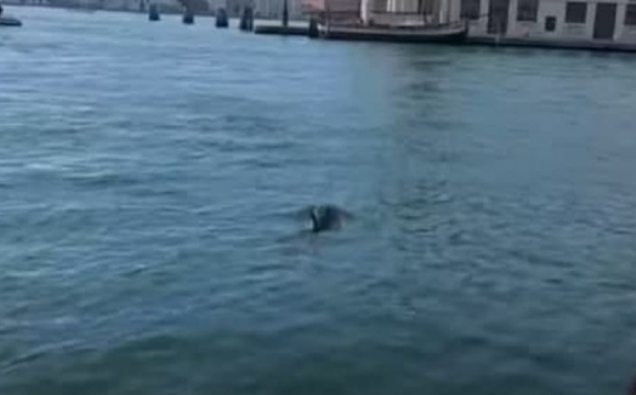 У Венеції біля площі Сан-Марко з'явилися дельфіни. ВІДЕО