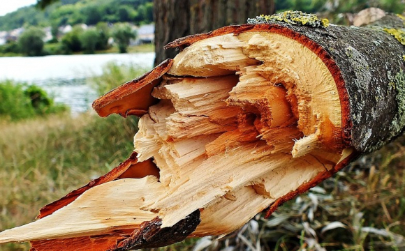 У лісовому господарстві чоловіка вбило дерево