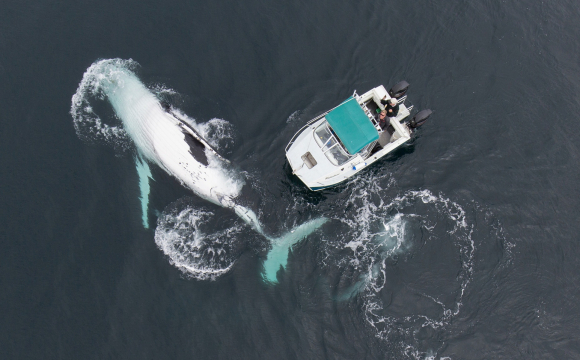 Через погану погоду човен зіткнувся з китом: п'ять людей загинуло