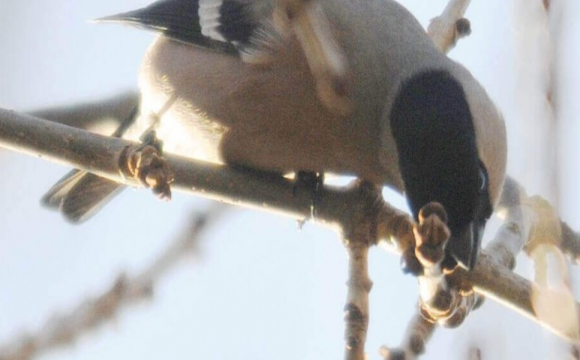 Фотограф з Луцька показав фото перших весняних птахів