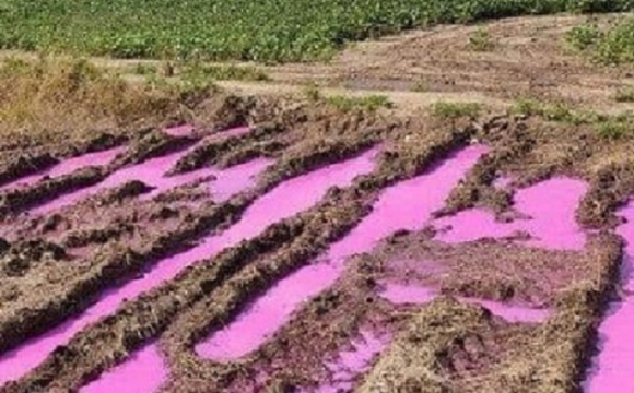 Гламурний бруд: на Рівненщині посеред поля з'явилася невідома рожева рідина 