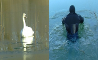 На Теремнівських ставках лебеді вмерзли в кригу. ФОТО. ВІДЕО