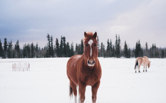 До прибирання снігу залучили коня. ВІДЕО