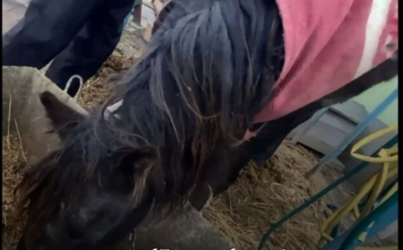 Через сімейні чвари на Рівненщині страждає кобила: до справи долучилися зоозахисники