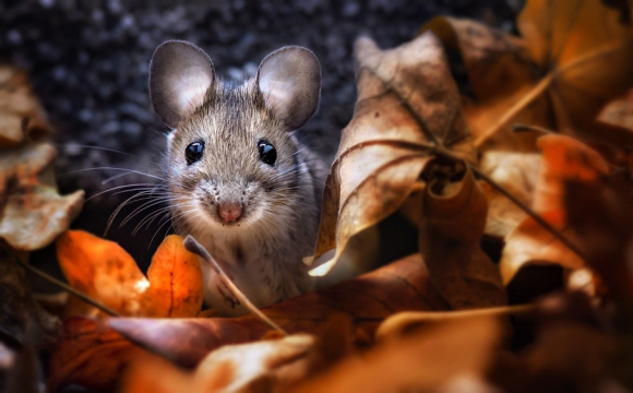 Миші риють ями: 16 листопада - яке сьогодні свято