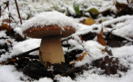 У Волинській області взимку збирають гриби