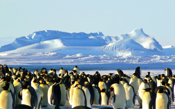 Українських полярників атакують пінгвіни. ВІДЕО