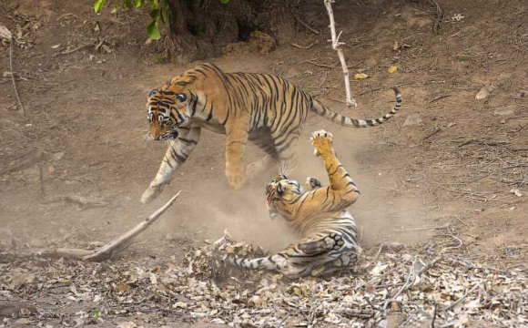 Вражаюча «битва титанів»: на відео зняли поєдинок двох тигрів